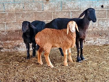 chi su: Продаю | Овца (самка) | Арашан | Для разведения | Матка — 1