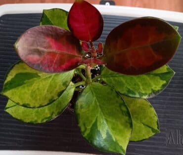 грунт для орхидей: Хойя «Лиза» (вариегатная) ЦЕНА-250 сом АДРЕС:Токтогула пер. Уметалиева — 2