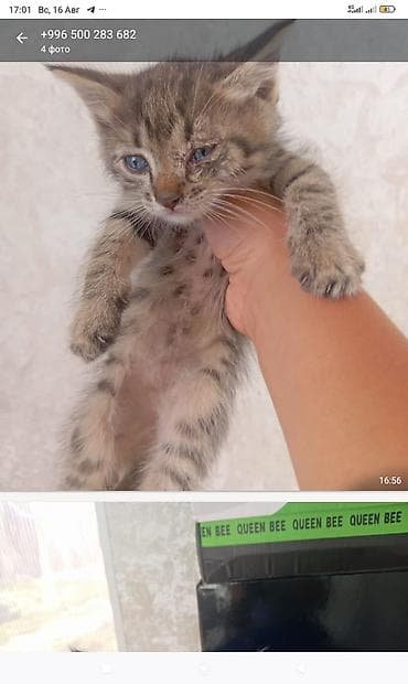 бенгальские котята: Внимание! кошки домашние Доставка нет Котята домашние, окрас: - — 3