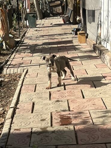 ош собаки: Щенок питбуля, 2 месяца — 4