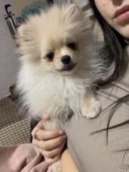 кокер спаниель бишкек: Шпиц, 3 месяца, Самец, С прививкой, С родословной — 2