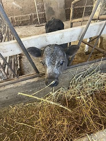 каро: Продаю | Корова (самка) | Для молока | После отела — 3