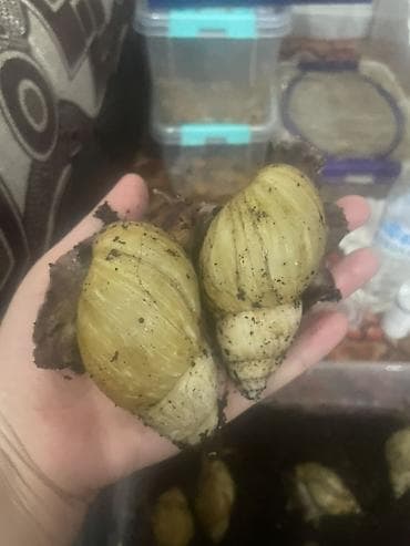 Ахатины (гигантские сухопутные улитки) Описание: - Крупные ахатины с