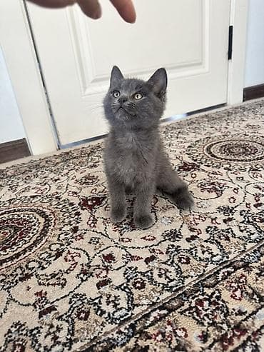 котик шотландский: Британский котёнок голубого окраса - Порода: британская — 1