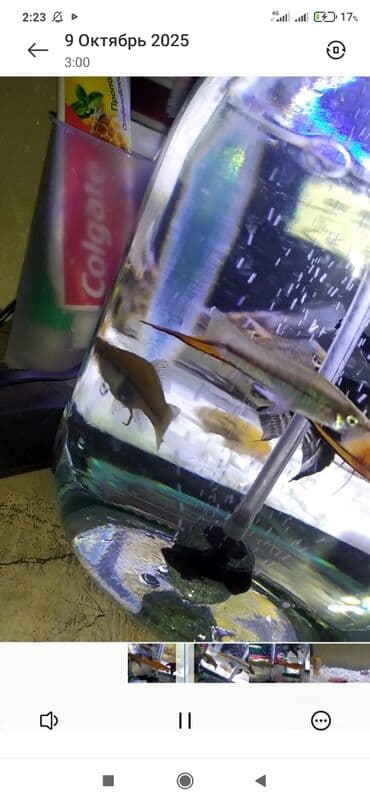 сколько стоит шпиц в питомнике: Меченосцы (Xiphophorus hellerii) — яркие живородящие рыбки для — 2