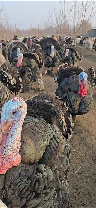 Животные: Продаю | Инкубационные яйца | Черный принц, Северокавказская | Для разведения | Племенные — 2