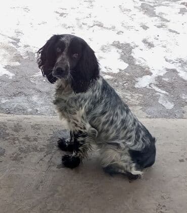 продажа щенков немецкой овчарки в бишкеке с документами: Вязка: Спаниель, Самец, 4 года — 2