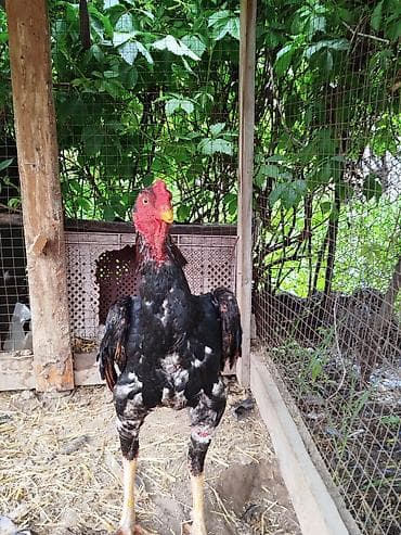 собаки для охраны: Продаю | Петух | Дакан | Для разведения — 6