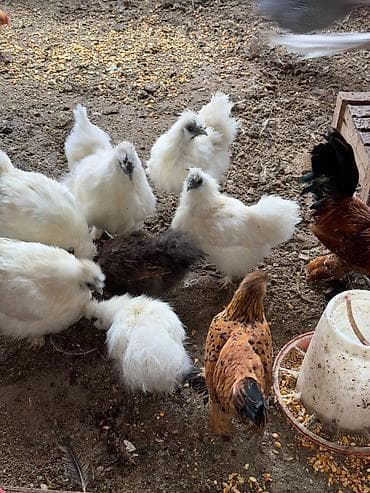 курица живая: Продаю | Куры, Петух — 4