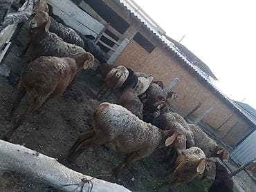 коровы телки: Продаю | Овца (самка), Ягненок, Баран (самец) | Полукровка | На забой, Для разведения | Племенные, Котные, Матка — 5