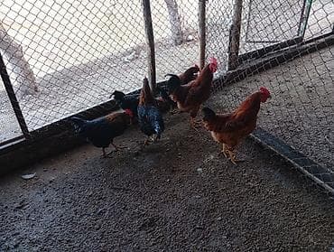 петухи брама: Продаю | Куры | Домашняя | Для разведения — 1