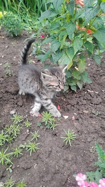 отдам кошку в добрые руки: Девочка — 4
