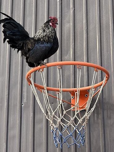 кролик гигант: Продаю | Куры, Петух — 5