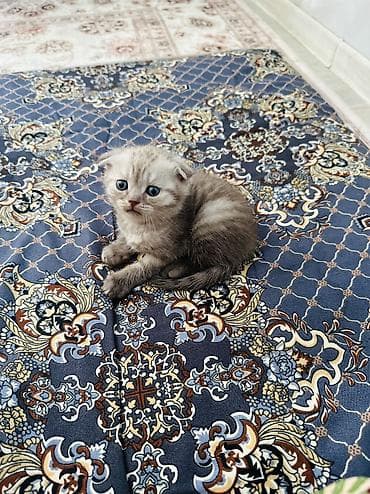 спящая выдра: Шотландский вислоухий котёнок (скоттиш-фолд) Мальчик месяц - Окрас — 4