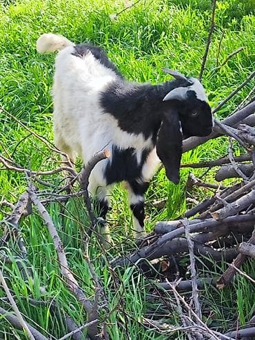 рынок собак в бишкеке: Продаю | Коза (самка) | Полукровка | Для разведения — 2