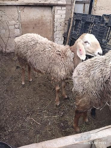 купить сокола в питомнике: Продаю | Овца (самка) | Для разведения | Матка — 1