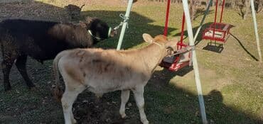 продаю связи с переездом: Продаю | Бык (самец) — 5