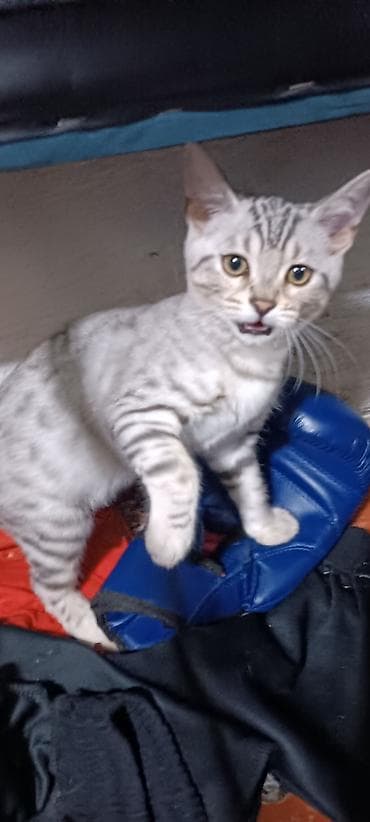 серые кошки фото: Порода/тип: короткошёрстный котёнок с серебристым окрасом (пятна и — 4