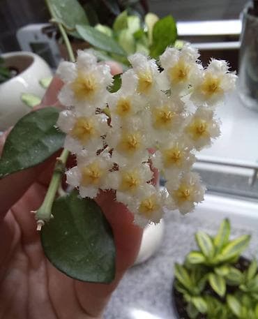 цветок хойя: Хойя “Эскимо” (Hoya Eskimo) Адрес: Токтогула /Уметалиева - Лиана с — 2