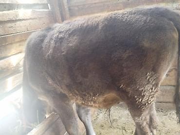 цепь для быков: Продаю | Бык (самец) | На откорм | Привязанные — 3