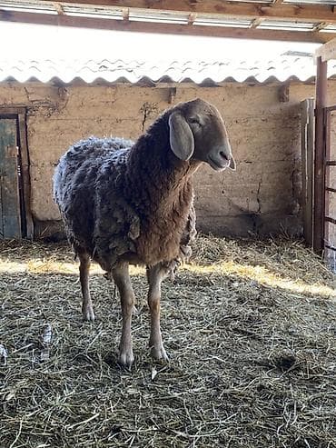 жирный баран: Продаю | Овца (самка) | Для разведения — 1