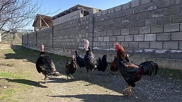 мала сатылат: Сатам | Эркек күрп | Көбөйтүү үчүн | Асыл тукумдуу — 5