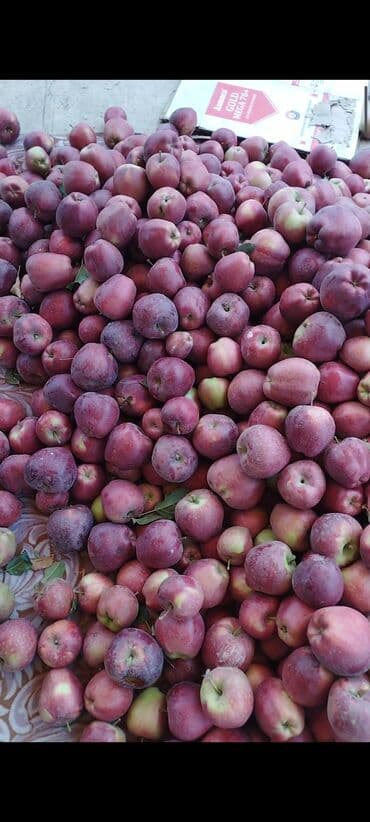 манты 10 с: Яблоки Оптом — 3