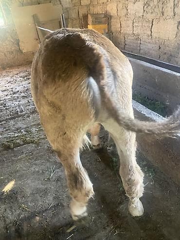 Продаю | Бык (самец) | Привязанные — 10