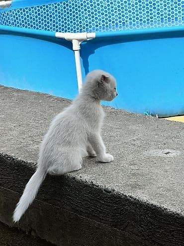 кошка токмок: Скотиш Фолд (Шотландиялык шалпаң кулак), 2 айлык, Ургаачы, Биколор, Лотокко барууга үйрөтүлгөн — 5