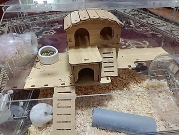 купить корягу в аквариум: СРОЧНО ПРАДАМ !!! 2 штуки по 1100сом +клетка в состояние 7/10 стоит — 6