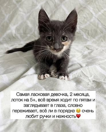 Отдам даром кошку: Кошка даром: Беспородная, Мальчик — 3
