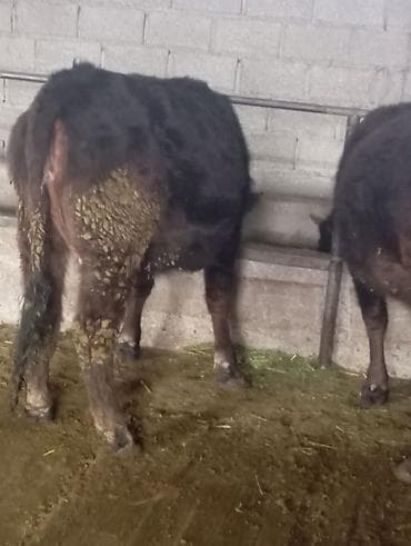 ангус парода: Продаю | Корова (самка) | Алатауская | Для молока | Стельные — 2