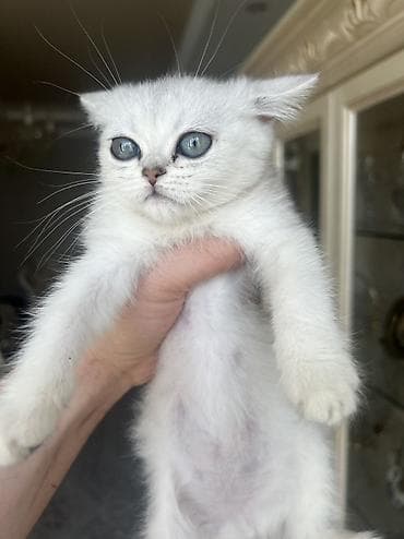 бенгал купить: Британский котёнок серебристого окраса (chinchilla/silver shaded). - — 7