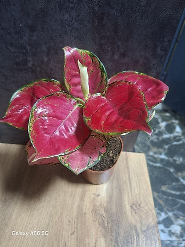 садовые гномы: Декоративные комнатные растения в горшках. 1) Пахира акватика — 4