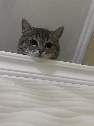 цена вислоухой кошки: Кошка даром: Беспородная, 1 год, Девочка — 6