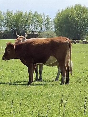 монбельярдская порода купить: Продаю | Музоо, торпок | Полукровка | На откорм — 8