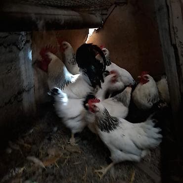 куры несушки хай лайн: Продаю | Куры | Несушки — 3