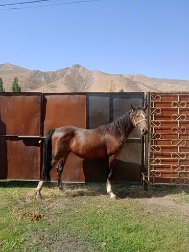 собака доберман сколько стоит: Продаю | Конь (самец) | Полукровка | Конный спорт | Племенные — 1