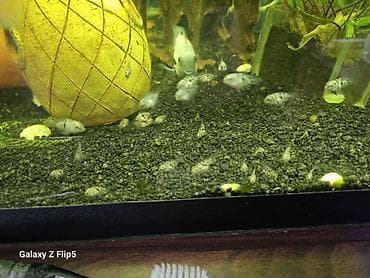 свежая живая рыба: Креветки Neocaridina (red cherry) для аквариума. 🦐🐠 Аквариумные жители — 7