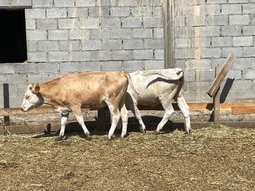 кролик бишкек: Продаю | Музоо, торпок | Полукровка — 8