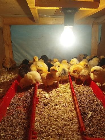 где купить волнистого попугая: Продаю | Цыплята | Домашняя | Для разведения — 2