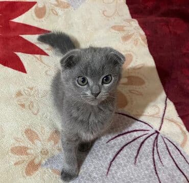 где можно купить котят в бишкеке: Скотиш Фолд (Шотландская вислоухая), 1 месяц, Мальчик, Голубой, Приучена к лотку — 5