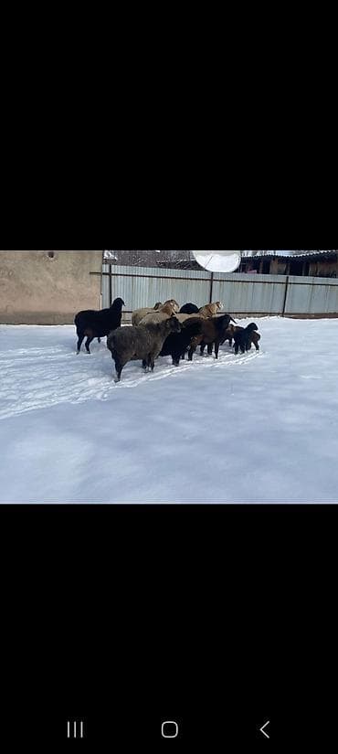 Собаки: Продаю | Овца (самка) | Полукровка | Для разведения | Племенные — 7