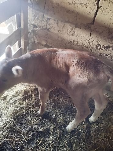 Индюки: Продаю | Музоо, торпок | Алатауская, Швицкая | На откорм — 3