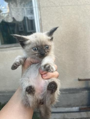 бесплатно кошка: Отдадим котят в хорошие руки 4 котенка : 3 девочки и 1 — 3