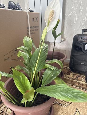 солнечных: Спатифиллум (Spathiphyllum), горшечное комнатное растение. - Тип — 1