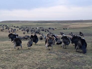 домик для кур: Продаю | Индюшка (самка), Индюшата | Черный принц, Северокавказская | На забой, Для разведения | Племенные — 2