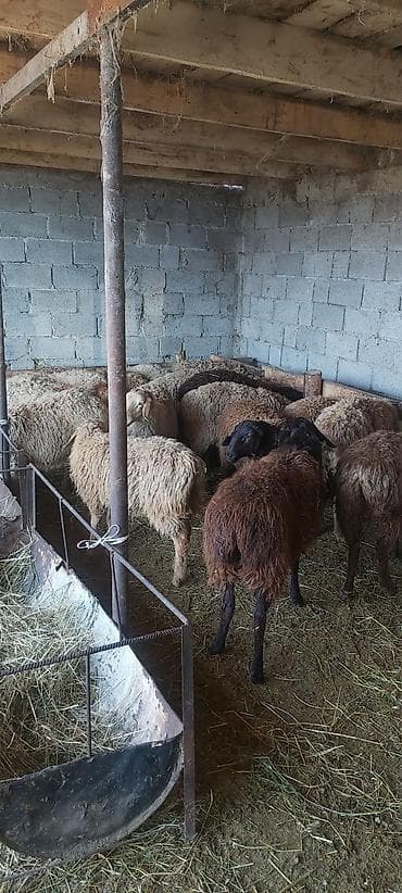 Собаки: Продаю | Баран (самец) | Полукровка | Для разведения — 1