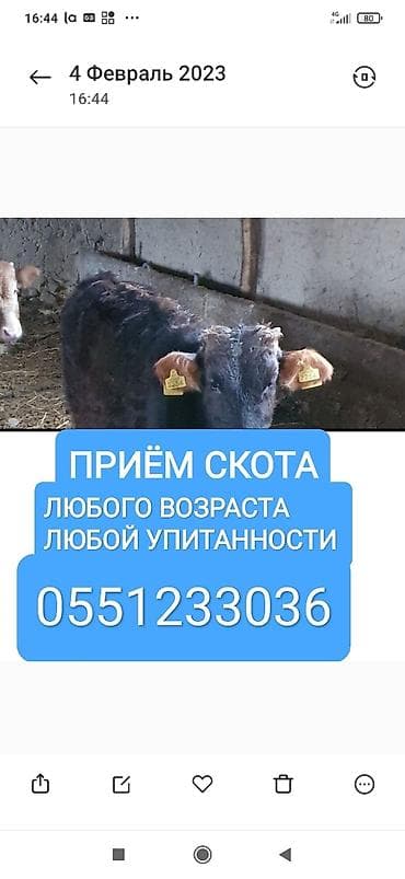 Жеке жак, Колбаса цехи : Уйлар, букалар, Жылкылар, аттар, Башка а/ч жаныбарлары, | Союлган, Күнү-түнү, Бардык шартта