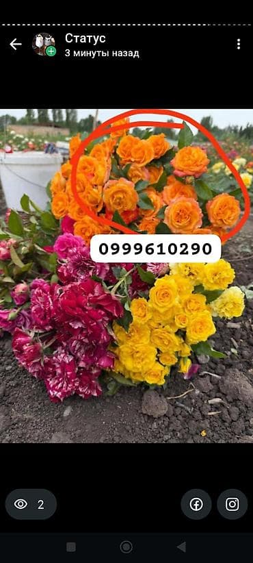 семена расторопши: Саженцы цветка: Розы — 8